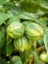 Limon Fidanı Alacalı Citrus Limon Folliis Variegatis 80 cm Saksıda 1