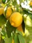 Limon Fidanı Mayer Citrus Meyeri 3 Yaş 120 cm Saksıda 1