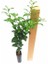 Limon Fidanı Mayer Citrus Meyeri 3 Yaş 120 cm Saksıda 2