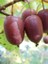 Kırmızı Mini Kivi Fidanı Actinidia Arguta Purpurna Sadowa 100 cm 3 Yaş Saksıda 1