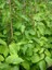 Kırmızı Mini Kivi Fidanı Actinidia Arguta Purpurna Sadowa 100 cm 3 Yaş Saksıda 2