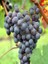 Aşılı Asma Fidanı Cabernet Franc Saksıda 1