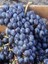 Aşılı Asma Fidanı Cabernet Franc Saksıda 2