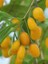 Goji Berry Fidanı Kurt Üzümü Sarı Amber Sweet Saksıda 1