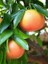 Kan Greyfurt Fidanı Citrus Paradisi 80 100 cm Saksıda 1