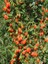 Goji Berry Fidanı Kurt Üzümü Turuncu Orange Saksıda 1