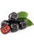 Aronya Fidanı Rus Yaban Mersini Aronia Melanocarpa Viking 4 Yaş 40 60 cm Saksıda 2