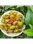 Izgara Zeytin 3