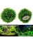 Kırmızı Stil 6cm Yükseklik Yapay Su Bitkileri Akvaryum Çim Topu Balık Tankı Süs Eşyası Süs Yosun Balığı Için Akvaryum Dekoratif Chlorella Prospects Grass (Yurt Dışından) 2