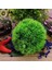 Kırmızı Stil 6cm Yükseklik Yapay Su Bitkileri Akvaryum Çim Topu Balık Tankı Süs Eşyası Süs Yosun Balığı Için Akvaryum Dekoratif Chlorella Prospects Grass (Yurt Dışından) 3