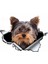 D Tarzı 13CM x 12.6cm Yorkshire Terrier Vinil Kişilik Sticker Yırtık Metal Etiket Hayvan Araba Sticker Pencere Tampon Evcil Köpek Araba Stil (Yurt Dışından) 2