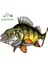 YT-173333-13CM Peacock Bass Balık Anime Araba Çıkartmaları Motosiklet Sticker Komik Vinil Yaratıcı Laptop Çıkartmaları Dekor (Yurt Dışından) 2