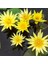 10 Adet Tohum Sarı Kutsal Kase Lotus Çiçeği Tohumu Nilüfer Lotus 1