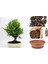 Defne Ağacı Bonsai Ekim Seti (Tohum,toprak,saksı,bitki Besini) 1