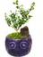 Navy Blue Buxus Bonsai & Seramik Baykuş Desenli Saksı & Hediye Salon Cicegi & 20-25 cm 1