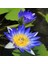 10 Adet Tohum Nadir Kutsal Mavi Kase Lotus Çiçek Tohumu Sürpriz Hediye Tohumlu 1