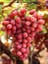 Asma Fidanı Crimson Seedless 20 40 cm Aşılı Açık Köklü 1