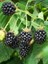 Böğürtlen Fidanı Rubus Fruticosus Chester Thornless 60 80 cm Saksıda 1