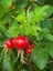 Kuşburnu Fidanı Hollanda Tipi Rosa Rugosa 20 cm Saksıda 1