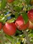 Elma Fidanı Braeburn 120 cm Saksıda 1