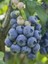 Yaban Mersini Fidanı Vaccinium Corymbosum Blueberry 3 Yaş Saksıda 1