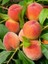 Şeftali Fidanı R1 Red Haven 120 cm 1