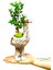 Buxus Bonsai & El Yapımı Seramik Zürafa Saksıda Iç Mekan Bitkileri Dekor Ev Bitkisi 20-25 cm 1