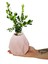 Buxus Bonsai Pure Serisi Beton Saksıda Tasarım & Dekoratif Iç Mekan Bitkileri & 20-25 cm 1