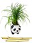 Panda Ophiopogon Canlı Bitki & Bambu Panda & Iç Mekan & Salon Bitkisi & Ev Ofis Salon Bitkisi 1