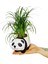 Panda Ophiopogon Canlı Bitki & Bambu Panda & Iç Mekan & Salon Bitkisi & Ev Ofis Salon Bitkisi 2