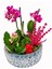 Gül Saksıda Lavantalı Phalaenopsis Orkide ve Kalanchoe Canlı Çiçek Mini Bahçe Tasarımı 1