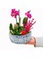 Gül Saksıda Lavantalı Phalaenopsis Orkide ve Kalanchoe Canlı Çiçek Mini Bahçe Tasarımı 2