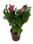 Calla Lilly 'Pink' (Gala Çiçeği) 1