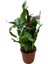 Calla Lilly 'Purple' (Gala Çiçeği) 1