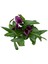 Calla Lilly 'Purple' (Gala Çiçeği) 2