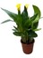 Calla Lilly 'Yellow' (Gala Çiçeği) 1