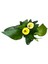 Calla Lilly 'Yellow' (Gala Çiçeği) 2