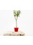 Bonsai Ligustrum Japonicum 3 Adet - Hediyelik Kırmızı Saksıda 1
