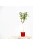 Bonsai Ligustrum Japonicum 3 Adet - Hediyelik Kırmızı Saksıda 2