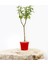 Bonsai Ligustrum Japonicum 3 Adet - Hediyelik Kırmızı Saksıda 3