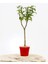 Bonsai Ligustrum Japonicum 3 Adet - Hediyelik Kırmızı Saksıda 4