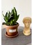 Sansevieria Zeylanica-Paşa Kılıcı-Hava Temizleyici Bitki-Salon-Ofis Bitkisi 1
