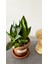 Sansevieria Zeylanica-Paşa Kılıcı-Hava Temizleyici Bitki-Salon-Ofis Bitkisi 2