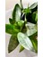 Sansevieria Zeylanica-Paşa Kılıcı-Hava Temizleyici Bitki-Salon-Ofis Bitkisi 3