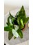 Sansevieria Zeylanica-Paşa Kılıcı-Hava Temizleyici Bitki-Salon-Ofis Bitkisi 4