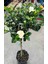 Aşılı Keskin Kokulu Gardenya 30/40 cm 1