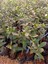 Aşılı Keskin Kokulu Gardenya 30/40 cm 2