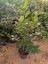 Aşılı Keskin Kokulu Gardenya 1metre 2