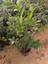 Aşılı Keskin Kokulu Gardenya 1metre 3