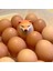 5X Yumurta Köpek Shiba Inu Gerçekçi Yumurta Şekli Masa Dekoru Köpek Ve Yumurta (Yurt Dışından) 4